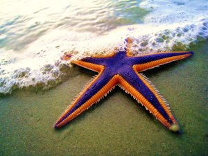 Estrela do mar real